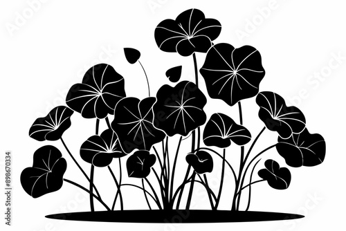 nasturtium flowers on white background. nasturtium flower vector silhouette illustration. Nasturtium plant. Branch with leaves and flowers. Tropaeolum. Black and white silhouette.
