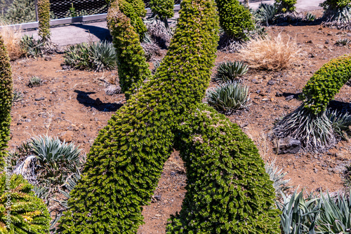 Echium gentianoides pertenece a la familia Boraginaceae. photo