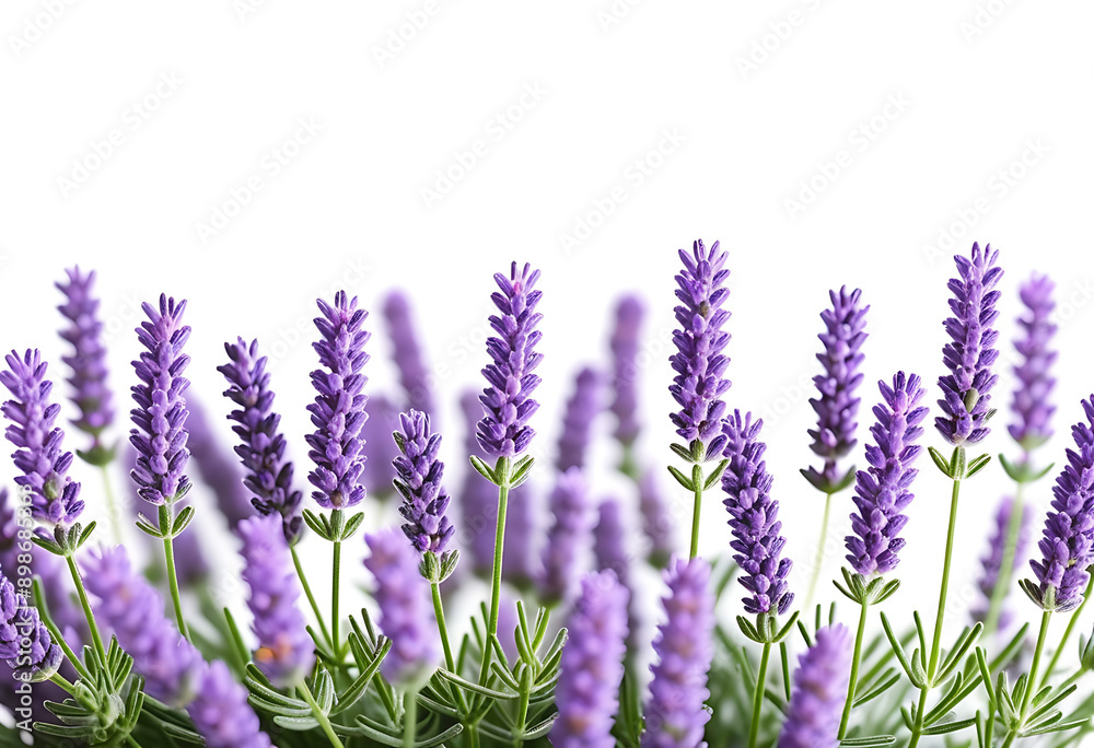 Naklejka premium lavender flowers isolated white background high resolution high details vibrant
