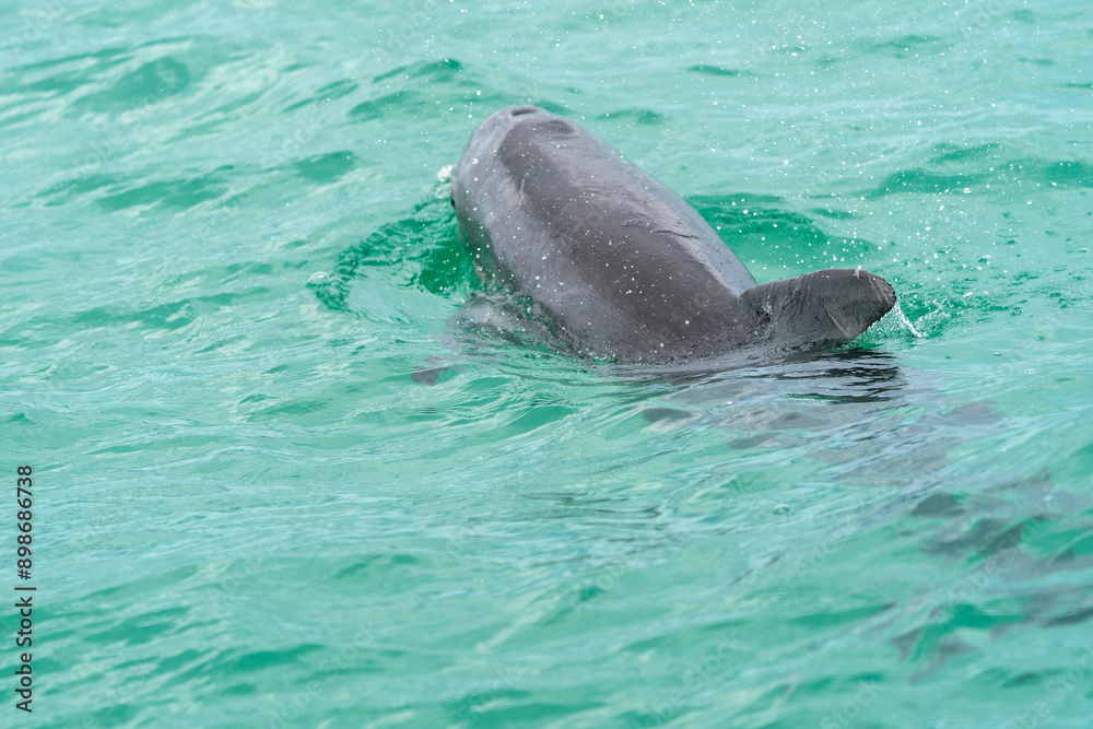 Fototapeta premium Dolphin swimming in the gulf 