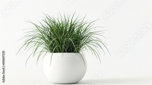 Green Plant in White Pot