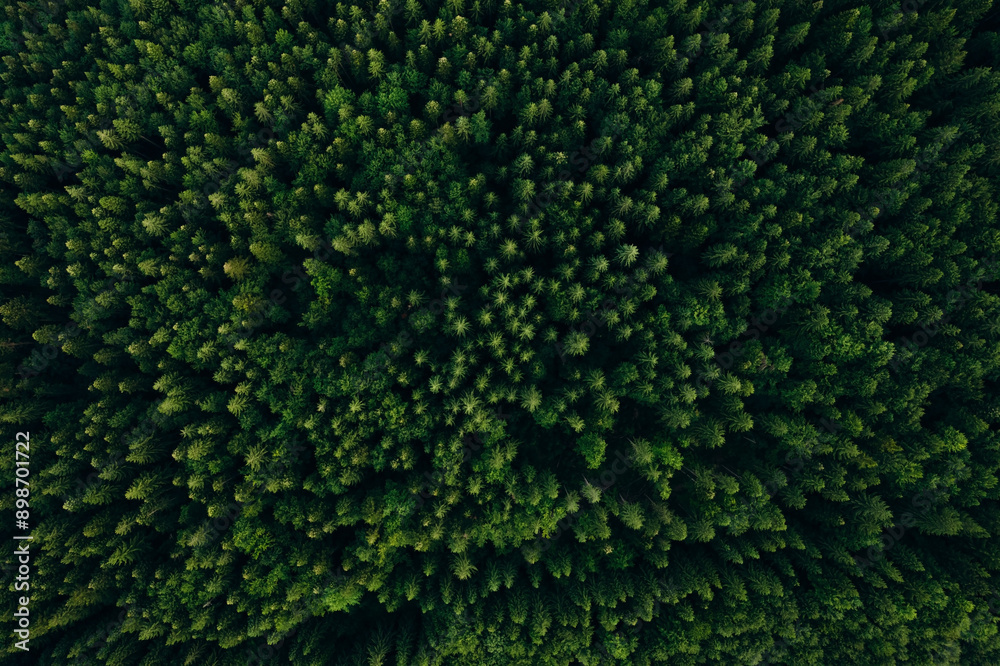 Green pine forest in mountain summer with a view from above.Spring birch groves with beautiful texture. Green pine forest in mountain summer with a view from above.Spring birch groves with beautiful texture.