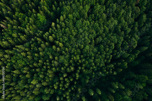 Fototapeta Naklejka Na Ścianę i Meble -   Green pine forest in mountain summer with a view from above.Spring birch groves with beautiful texture.