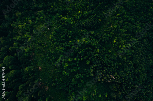  Green pine forest in mountain summer with a view from above.Spring birch groves with beautiful texture.