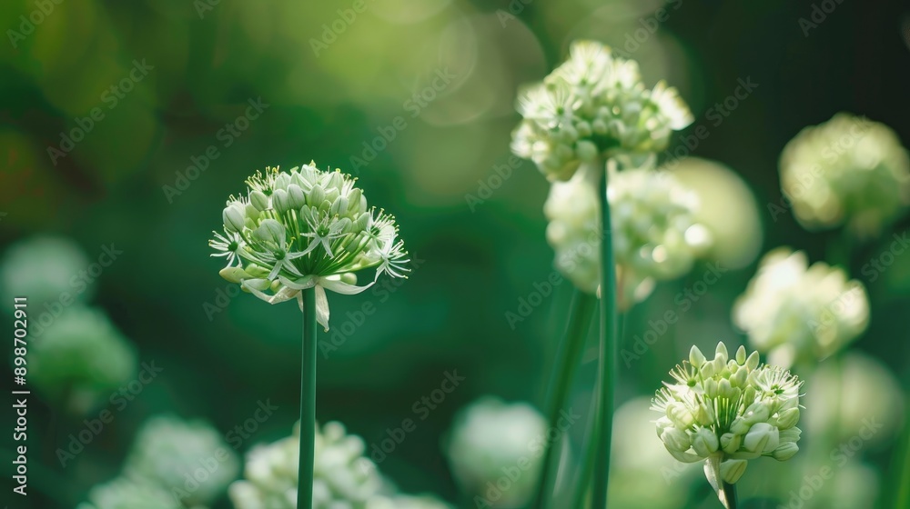 Selective focus on onion flowers signifies harvest readiness Selective focus on onion flowers signifies harvest readiness