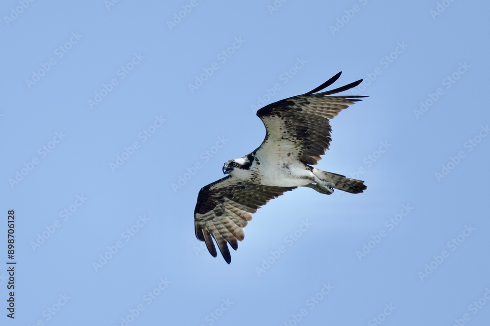 Obraz premium Osprey