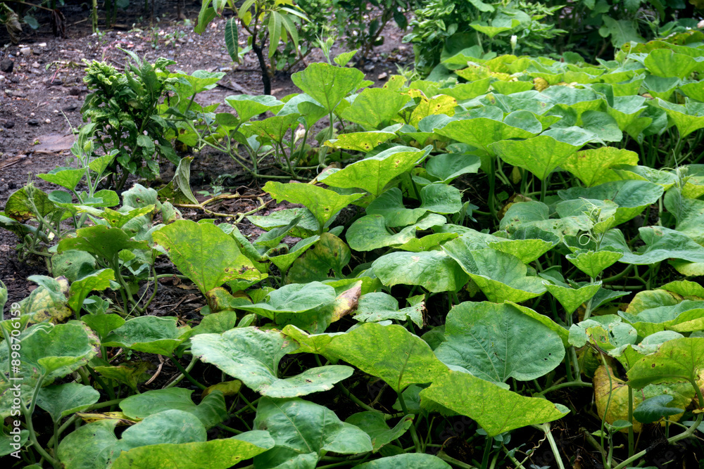 Lush Squash Garden - Fresh Produce Growth in Natural Setting, A vibrant display of squash plants thriving in a garden bed. Lush Squash Garden - Fresh Produce Growth in Natural Setting, A vibrant display of squash plants thriving in a garden bed.