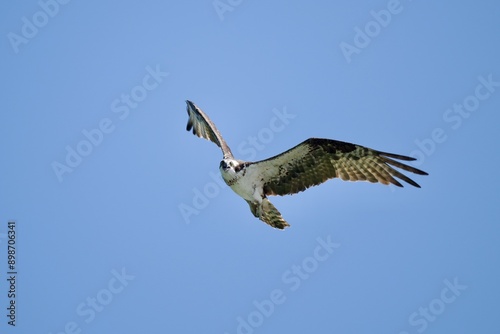 Osprey
