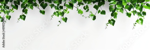 leaves hanging at the top with empty space below, banner