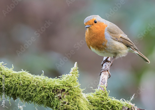 Foto robin on a branch