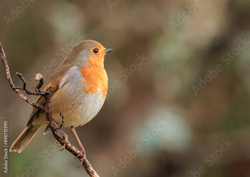 robin on a branch photo