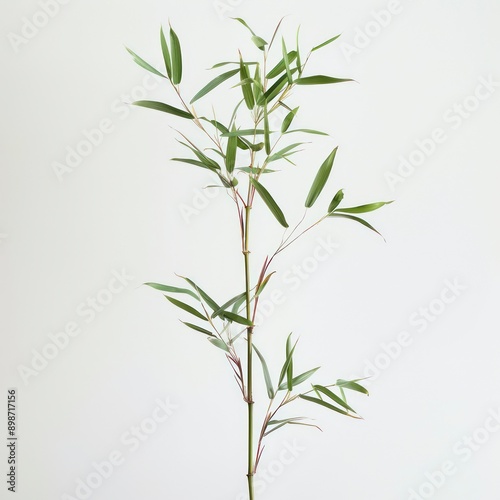 bamboo plant against a white background