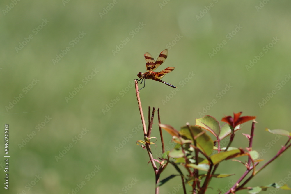 A Halloween pennant dragonfly resting on a plant A Halloween pennant dragonfly resting on a plant