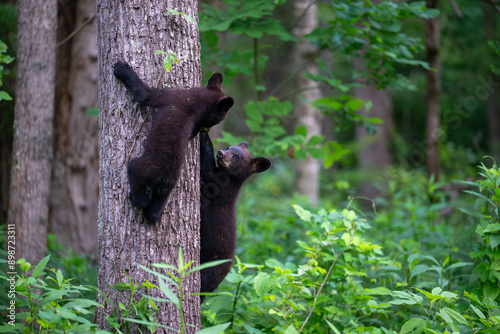 Black bear cubs climbing a tree