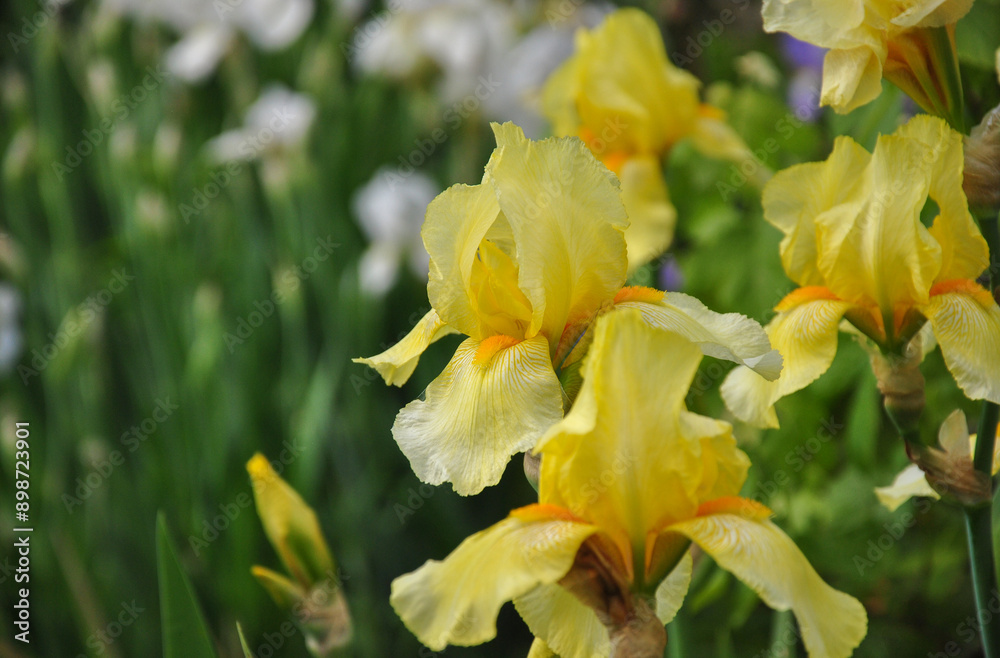 Beautiful yellow irises in the garden close-up on a blurred background. selective focus Beautiful yellow irises in the garden close-up on a blurred background. selective focus