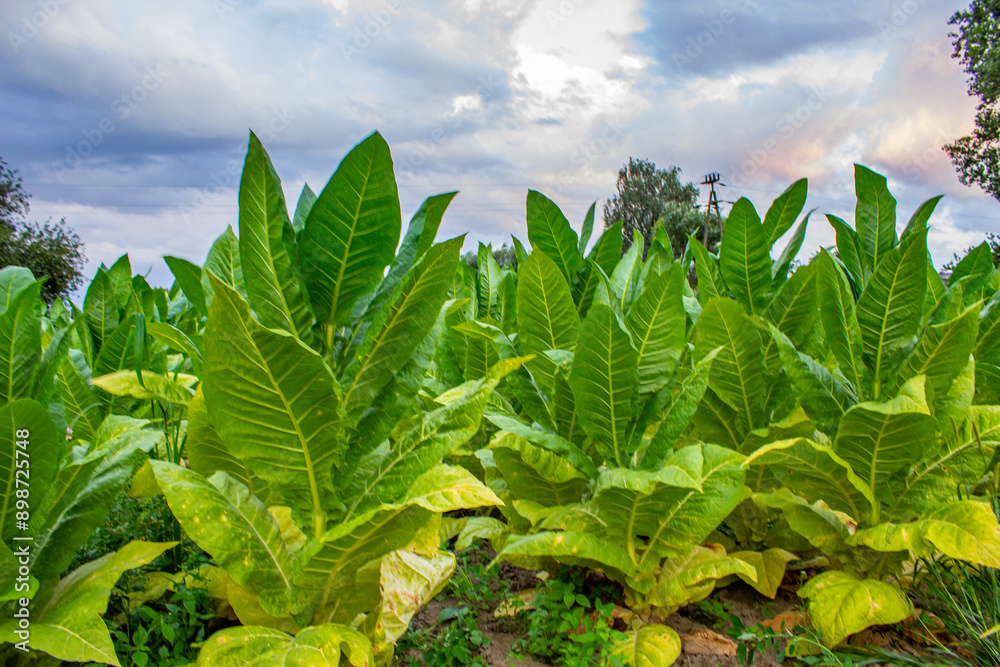 Tobacco plantation in Poland .,