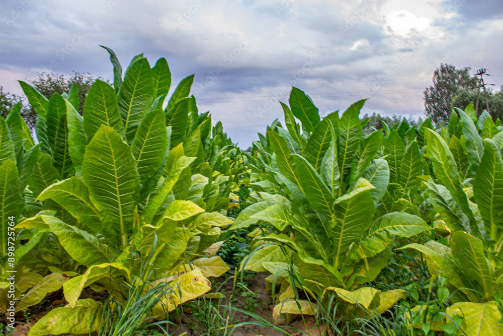 Tobacco plantation in Poland .,