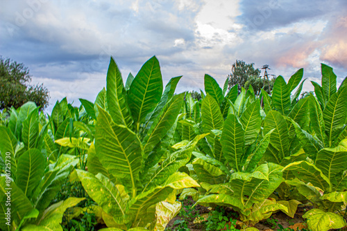 Obraz na płótnie Tobacco plantation in Poland ., w salonie