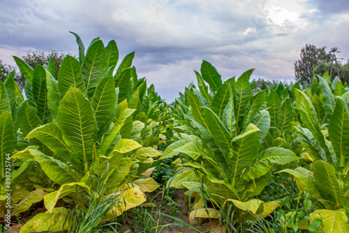 Obraz na płótnie Tobacco plantation in Poland ., w salonie