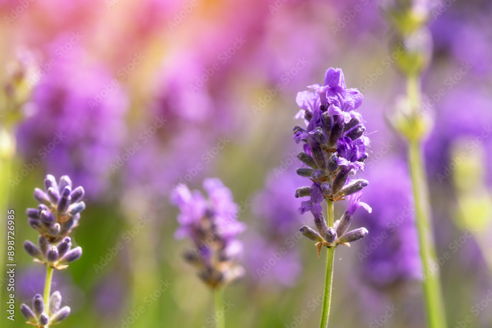 Close Up of Purple Lavender Flowers Blooming in Garden Close Up of Purple Lavender Flowers Blooming in Garden