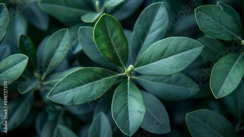 fresh green leaves wallpaper