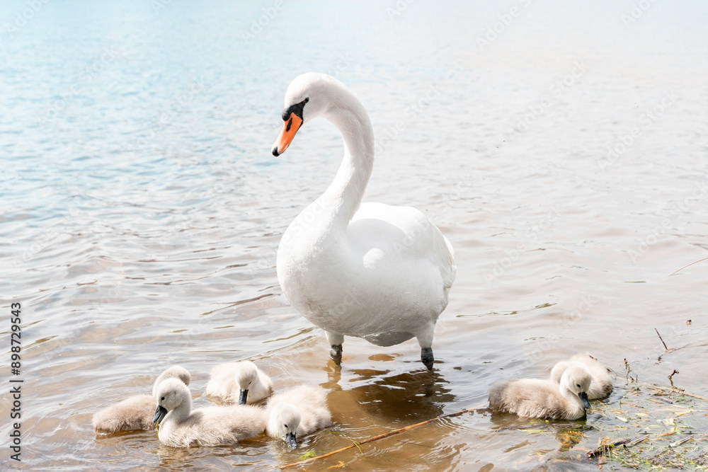 Adult Swan and Cygnets in Lake on Sunny Day Adult Swan and Cygnets in Lake on Sunny Day