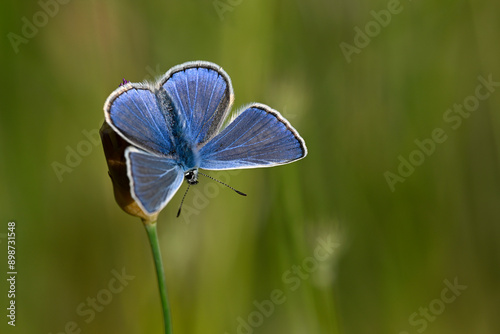 Hauhechel-Bläuling - Männchen // Common blue - male (Polyommatus icarus) photo