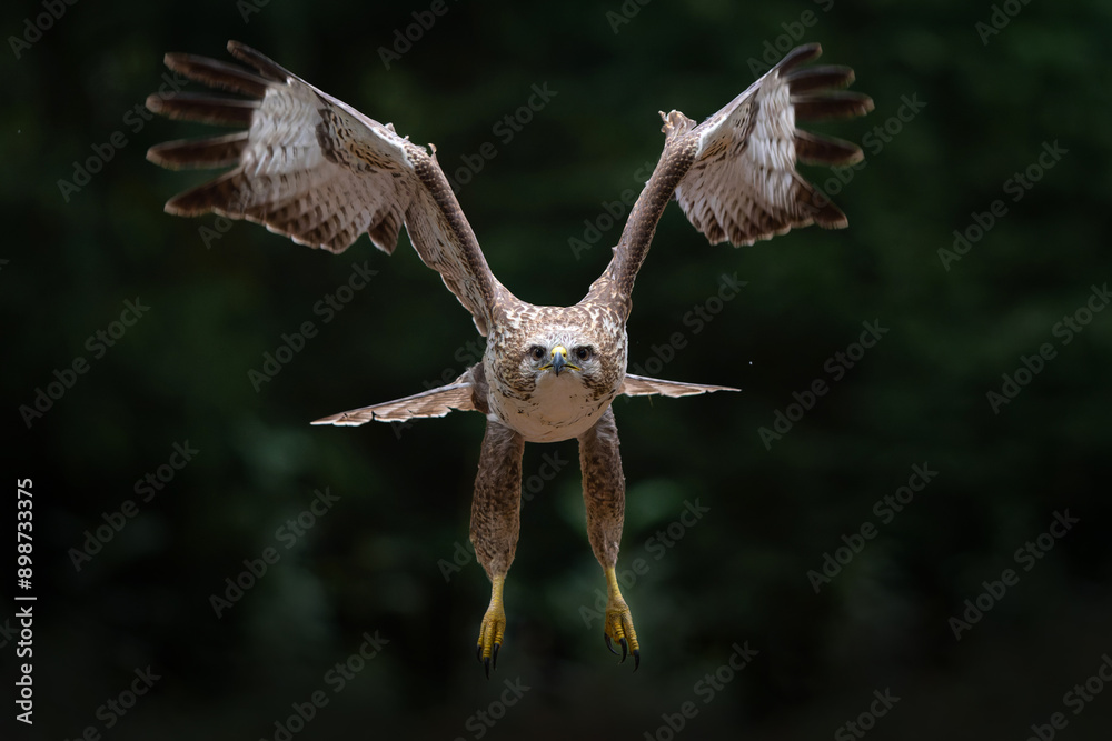 Obraz premium Common Buzzard (Buteo buteo) flying in the forest of Noord Brabant in the Netherlands. Green forest background