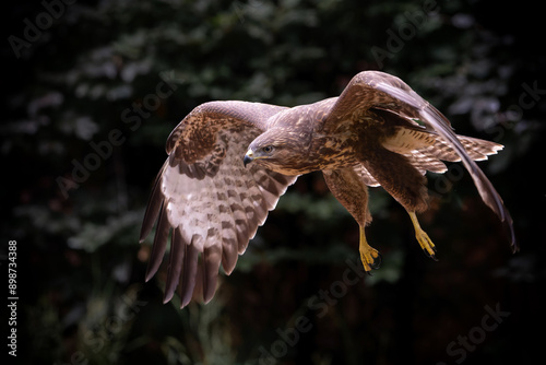 Common Buzzard (Buteo buteo) flying in the forest of Noord Brabant in the Netherlands.  Green forest background photo