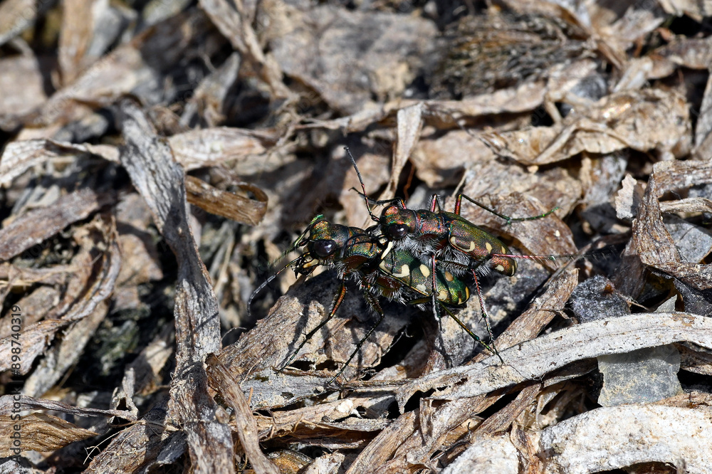 Dünen-Sandlaufkäfer // Dune tiger beetle (Cicindela hybrida) - Griechenland // Greece Dünen-Sandlaufkäfer // Dune tiger beetle (Cicindela hybrida) - Griechenland // Greece