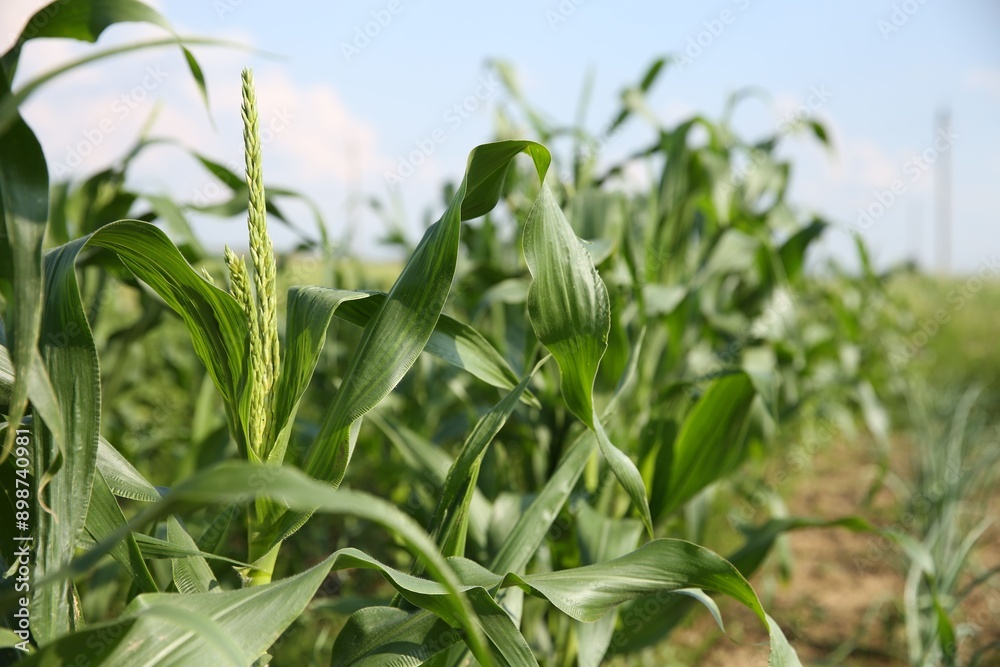 Green corn plants growing in field on sunny day, closeup Green corn plants growing in field on sunny day, closeup