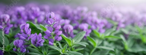  A field filled with purple flowers; their stems bearing green leaves both above and below