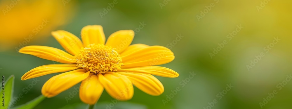 A close-up of a yellow flower with distinct green leaves in the foreground and a softly blurred background A close-up of a yellow flower with distinct green leaves in the foreground and a softly blurred background
