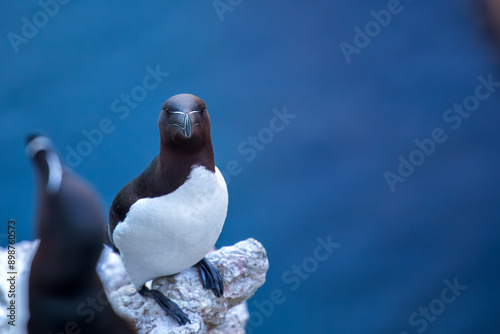 Bild auf Leinwand Razorbill (Alca torda) Found in the North Atlantic