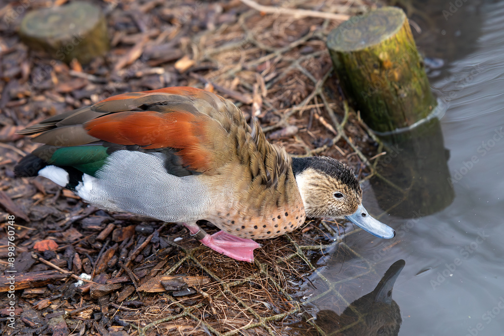 Ringed Teal Duck (Callonetta leucophrys) Found in South America Ringed Teal Duck (Callonetta leucophrys) Found in South America