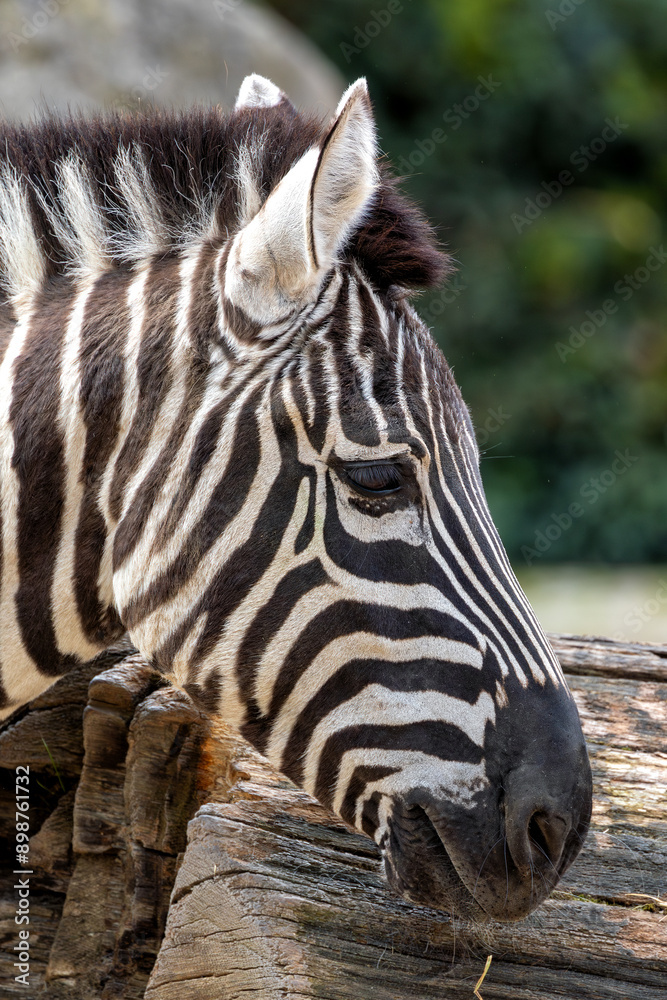 Zebra (Equus quagga) Native to Africa Zebra (Equus quagga) Native to Africa
