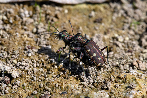 Dünen-Sandlaufkäfer // Dune tiger beetle (Cicindela hybrida) - Griechenland // Greece photo