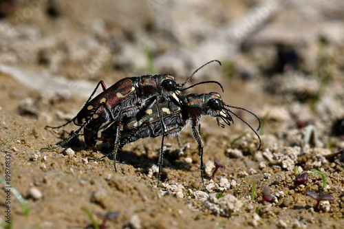 Dünen-Sandlaufkäfer // Dune tiger beetle (Cicindela hybrida) - Griechenland // Greece photo