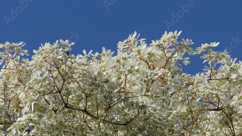 Selective focus on snow bush (Euphorbia leucocephala) 