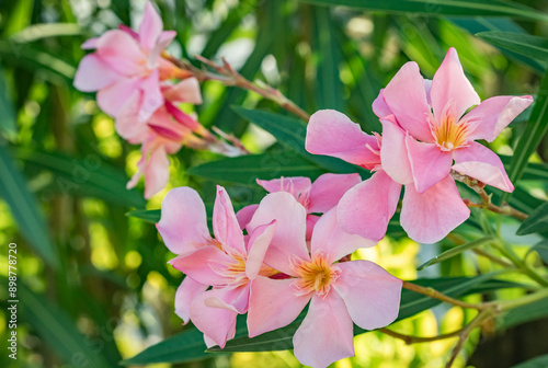 pink flowers