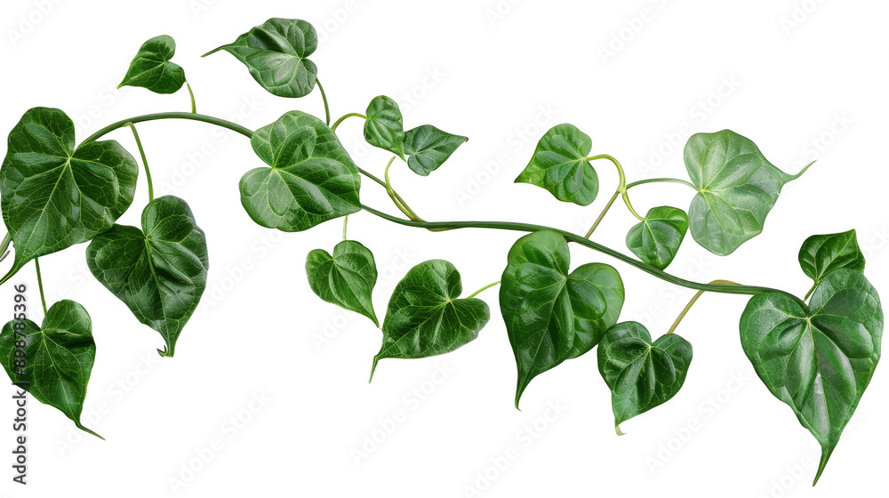 Heart shaped leaves on white background
Heart shaped leaves on white background