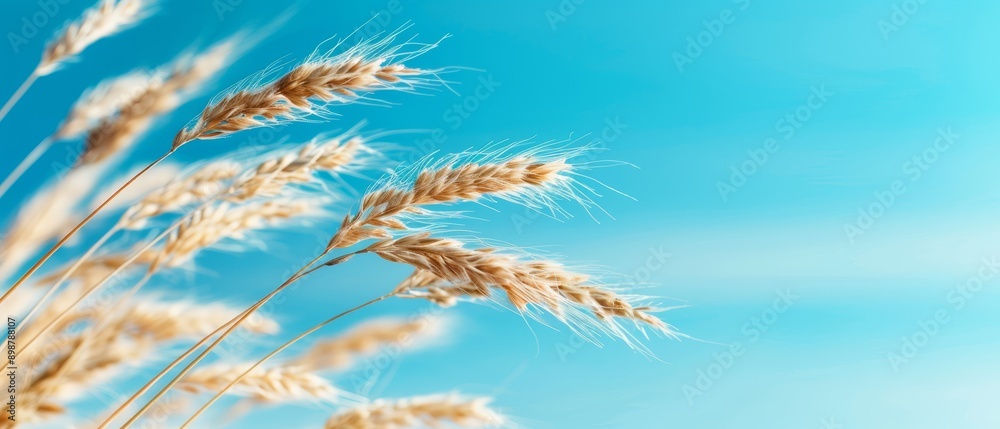 Obraz premium A tight shot of dry grass bundles against a backdrop of blue sky