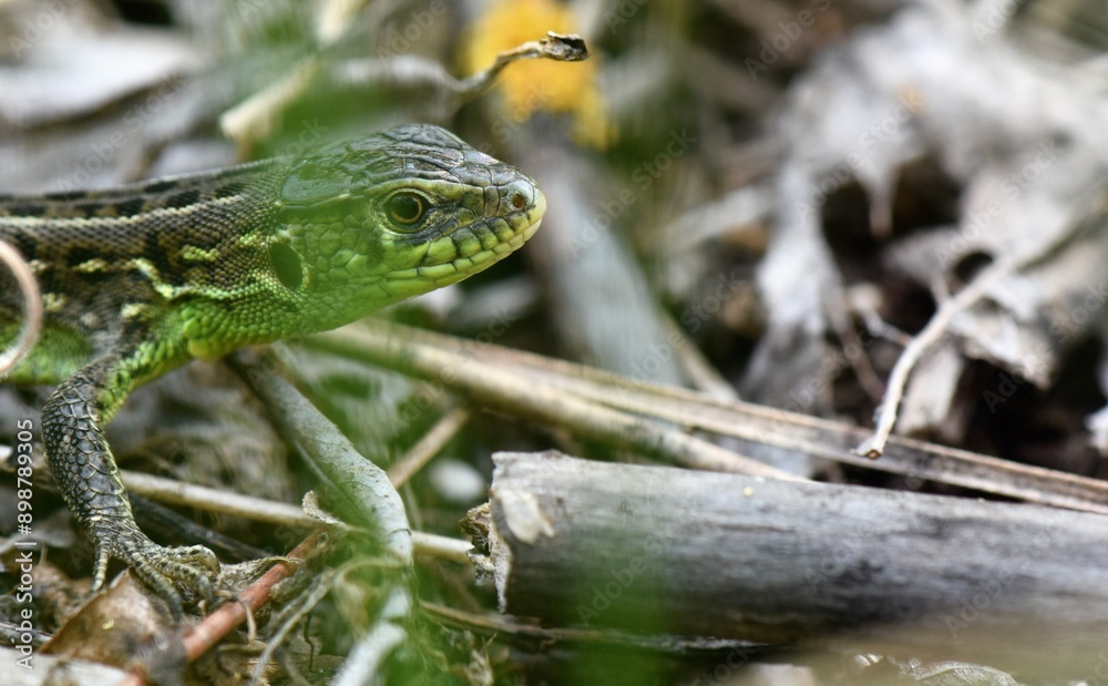 Obraz premium lizard on the stone