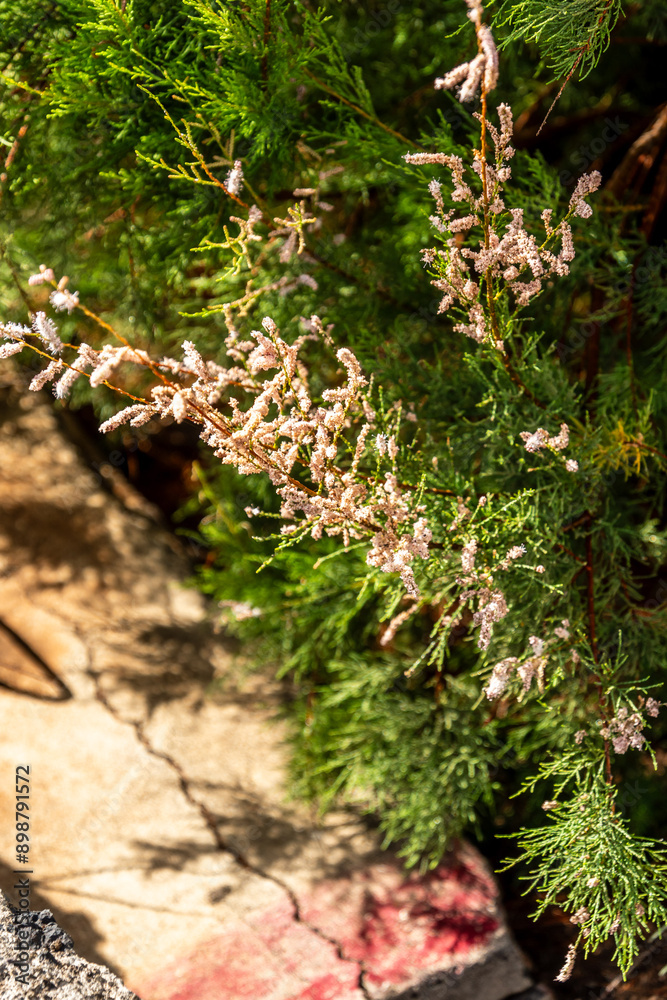 Tamarix chinensis pertenece a la familia de Tamaricaceae. Tamarix chinensis pertenece a la familia de Tamaricaceae.