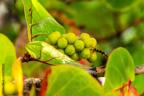 Coccoloba uvifera pertenece a la familia de Polygonaceae. photo