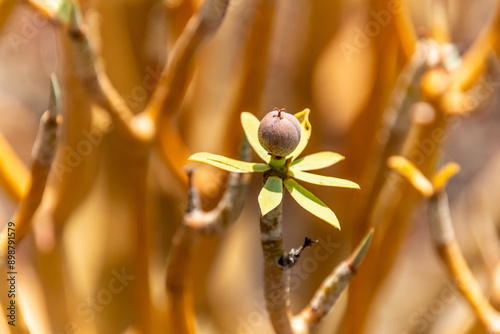 Euphorbia balsamifera pertenece a la familia de Euphorbiaceae. photo