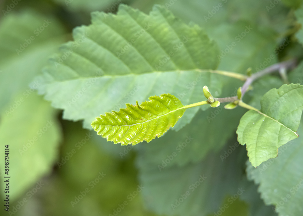 Close up on leaves of the Alnus rubra, the red alder tree. New leaf with mature leaves in background. Close up on leaves of the Alnus rubra, the red alder tree. New leaf with mature leaves in background.