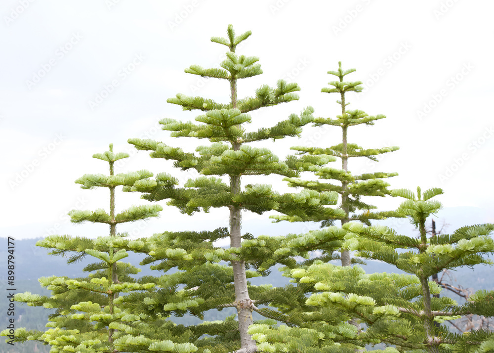 Fototapeta premium Tops of Pine trees with mountains and skyline in background. Abies grandis , idahoensis. Interior grand fir.