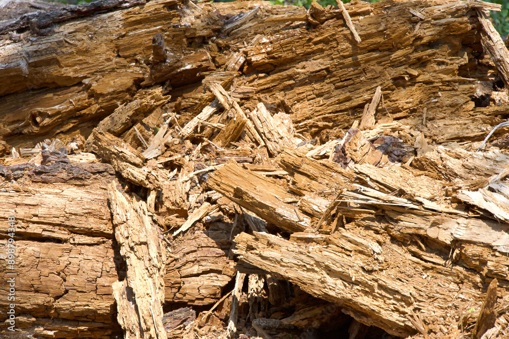 Close up on shattered pine tree trunk in the forest. Close up on shattered pine tree trunk in the forest.