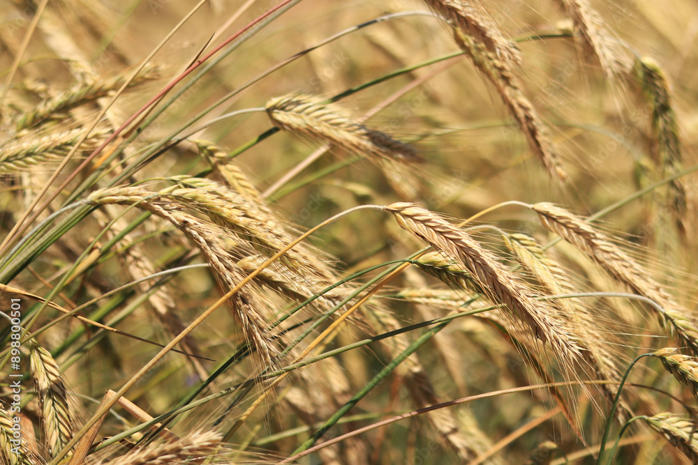 Ears of rye field, agriculture. Grain harvest. Yellow ears of grain on a field on a sunny day. Beautiful landscape of an agricultural field, ears of grain. Agricultural business concept. Grain harvest Ears of rye field, agriculture. Grain harvest. Yellow ears of grain on a field on a sunny day. Beautiful landscape of an agricultural field, ears of grain. Agricultural business concept. Grain harvest